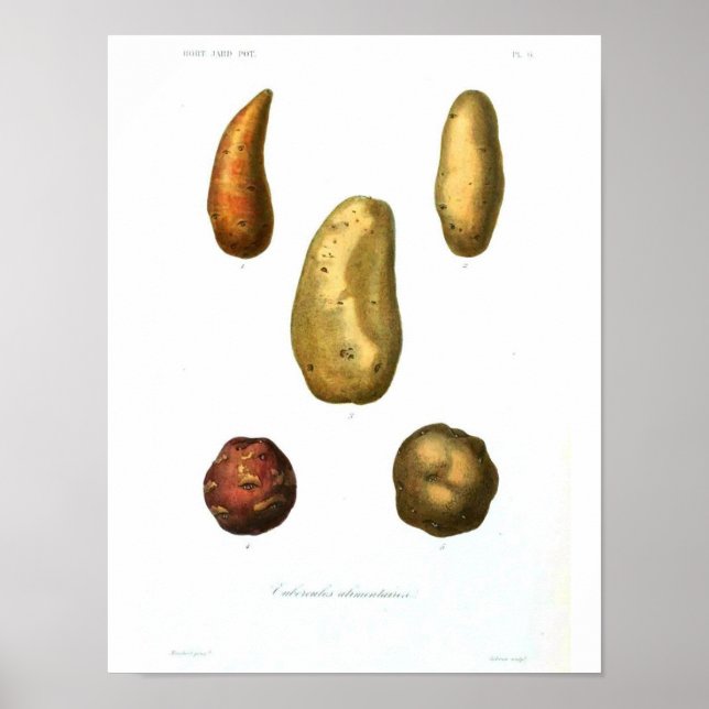 Vintage Botaniskt Poster - potatis (Framsidan)