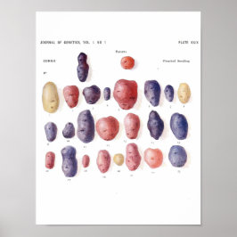 Vintage Botaniskt Poster - Potatisgenetik