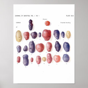 Vintage Botaniskt Poster - Potatisgenetik