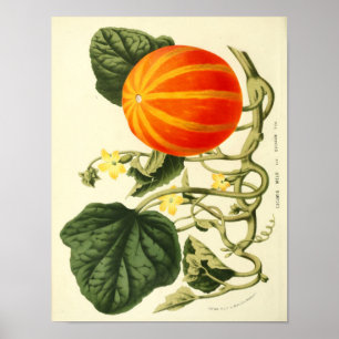 Vintage Botaniskt Poster - Pumpkin