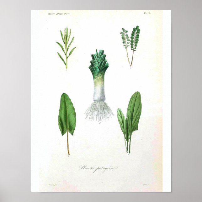 Vintage botaniskt Poster - purjolök (Framsidan)