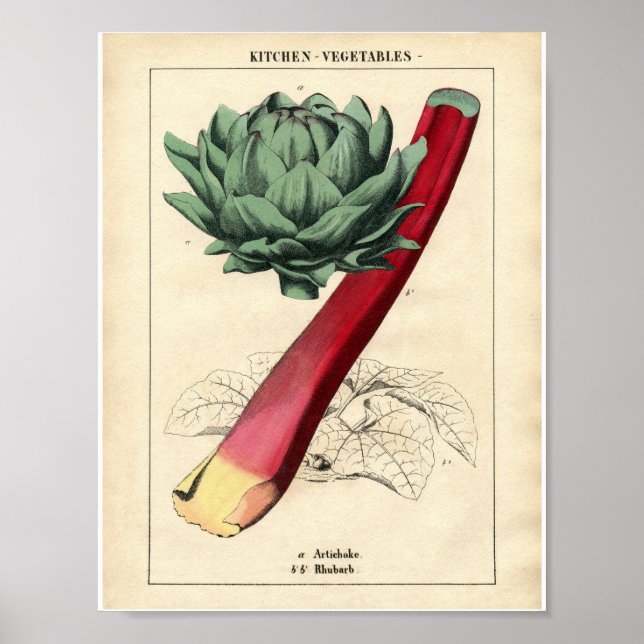Vintage Botaniskt Poster - Rhubarb (Framsidan)