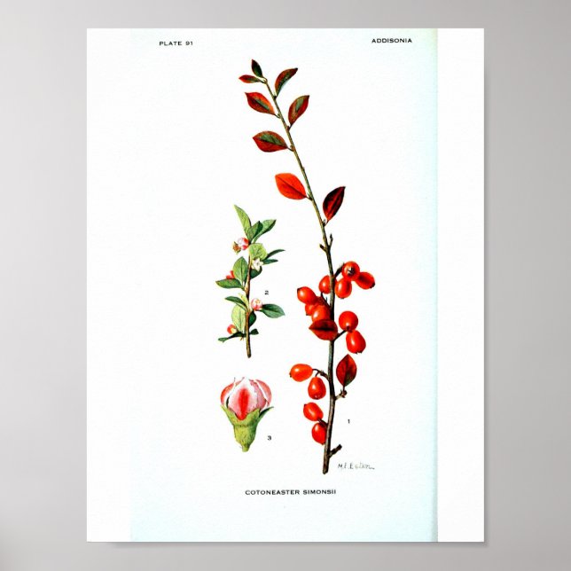 Vintage Botaniskt Poster - Röda berries (Framsidan)