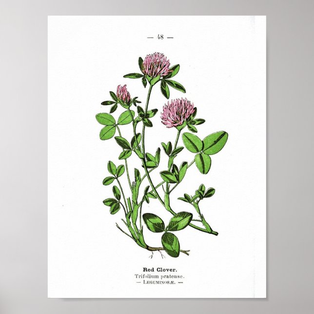 Vintage Botaniskt Poster - Röda Klöver (Framsidan)