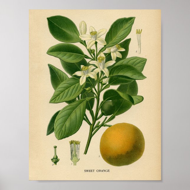 Vintage Botaniskt Poster - Söt Orange (Framsidan)