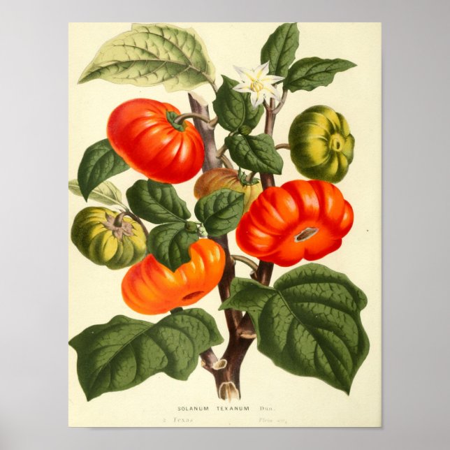 Vintage Botaniskt Poster - Tomato (Framsidan)