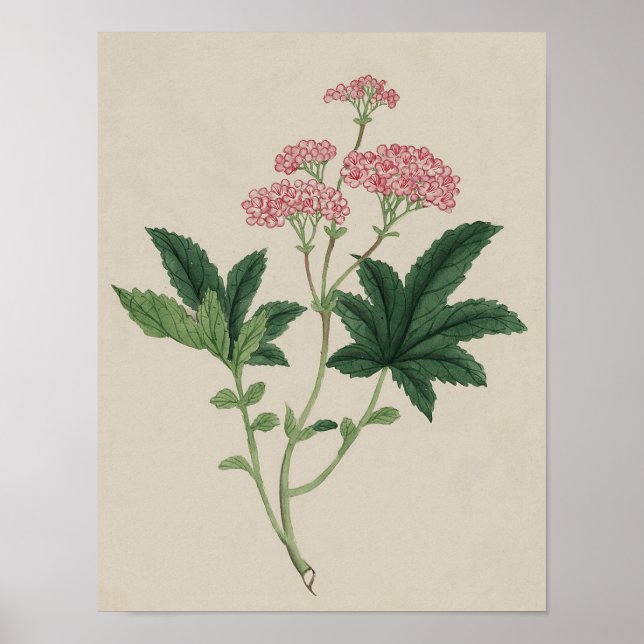 Vintage botaniskt Poster - vattenfärgsblomma (Framsidan)