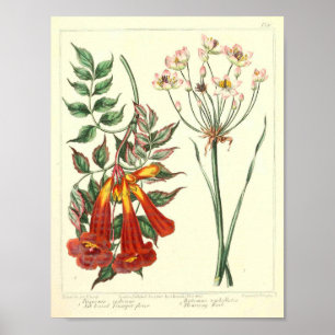 Vintage Botaniskt Poster - Vild Flower