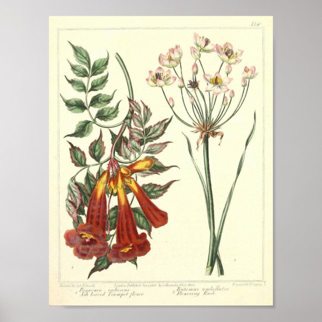 Vintage Botaniskt Poster - Vild Flower (Framsidan)