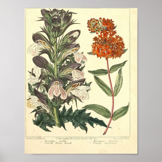 Vintage Botaniskt Poster - Vild Flower (Framsidan)