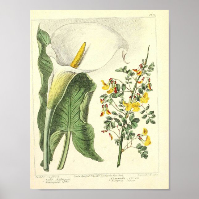 Vintage Botaniskt Poster - Vild Flower (Framsidan)