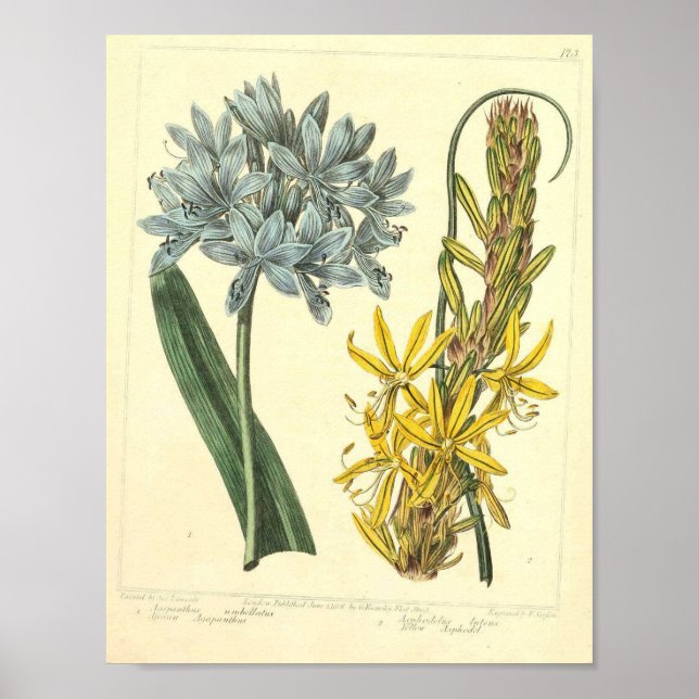 Vintage Botaniskt Poster - Vild Flower (Framsidan)