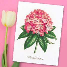 Vintage Botaniskt Rhododendron Flower Vykort