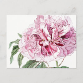 VINTAGE BOTANISKT ROSA POSTCARD VYKORT