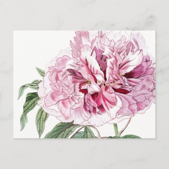 VINTAGE BOTANISKT ROSA POSTCARD VYKORT (Framsida)