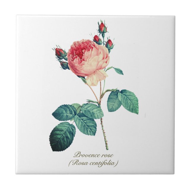 Vintage Botaniskt Rosa Provence Ro Blommigt Kakelplatta (Framsidan)
