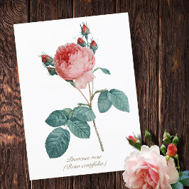 Vintage Botaniskt Rosa Provence Ro Blommigt Vykort