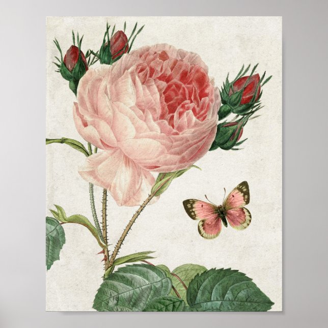 Vintage Botaniskt Rosa ros och fjäril Poster (Framsidan)