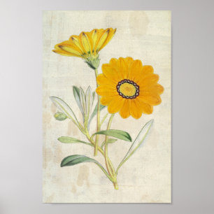 Vintage Botaniskt sändebud Gazania Poster