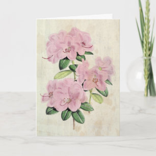 Vintage Botaniskt Tidigt-blommat rododendron Kort