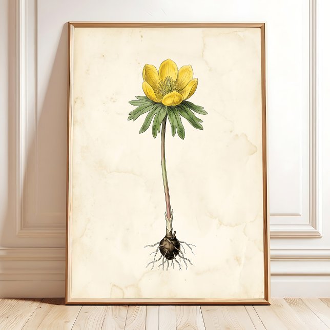 Vintage botaniskt tryck av vinterackonit (Skapare uppladdad)