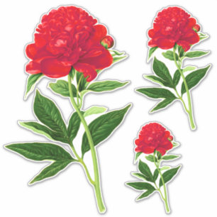 Vintage botaniskt tryck, Deep Red Peony Klistermärken