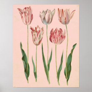 Vintage Botaniskt Tulip Poster, Blekens Rosa Poster
