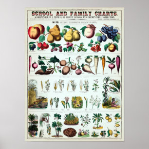 Vintage Botaniskt utbildningsschema Poster