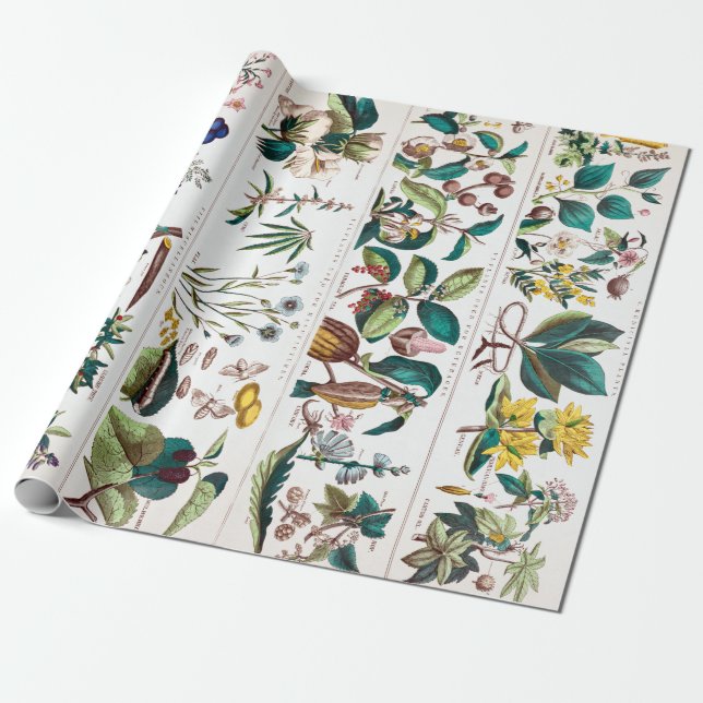Vintage Botaniskt utbildningsschema Presentpapper (Utrullad)