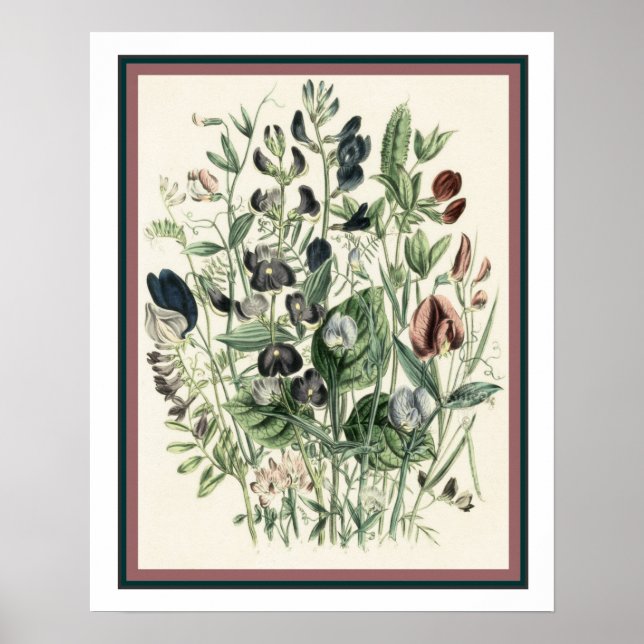 Vintage Botaniskt utskrift 16 x 20 Poster (Framsidan)