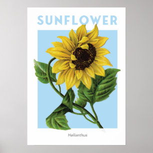 Vintage Botaniskt utskrift av solrosblommor Poster