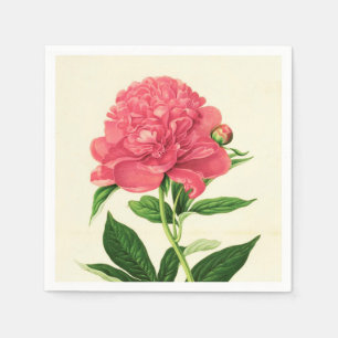 Vintage Botaniskt utskrift, Coral Rosa Peony Pappersservett