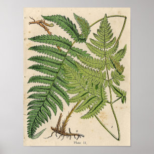 Vintage Botaniskt utskrift - Ferns Poster
