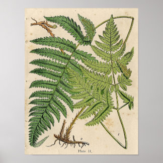 Vintage Botaniskt utskrift - Ferns Poster