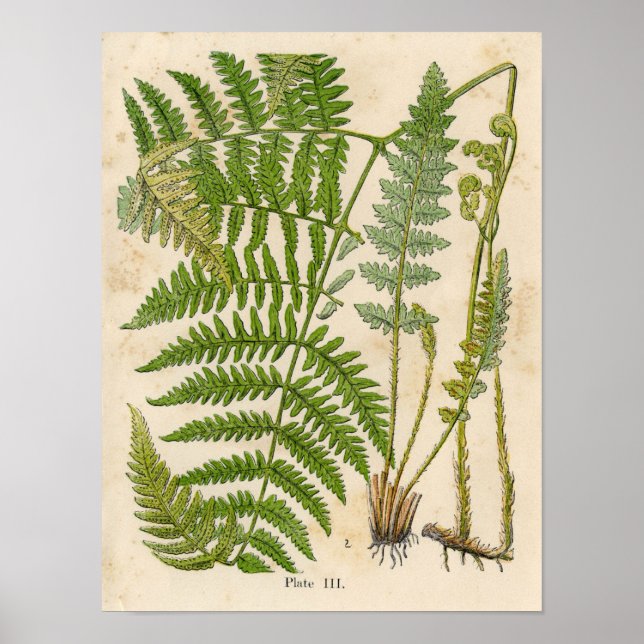 Vintage Botaniskt utskrift - hakparentes / Ferns Poster (Framsidan)
