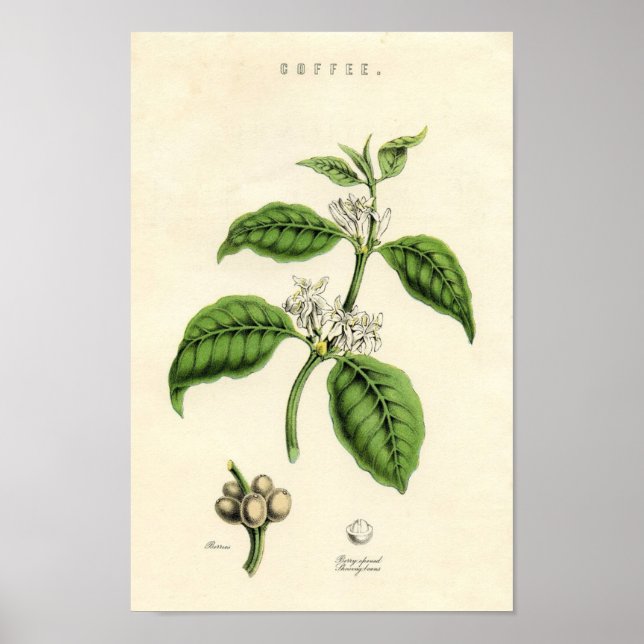 Vintage Botaniskt utskrift - kaffe Poster (Framsidan)
