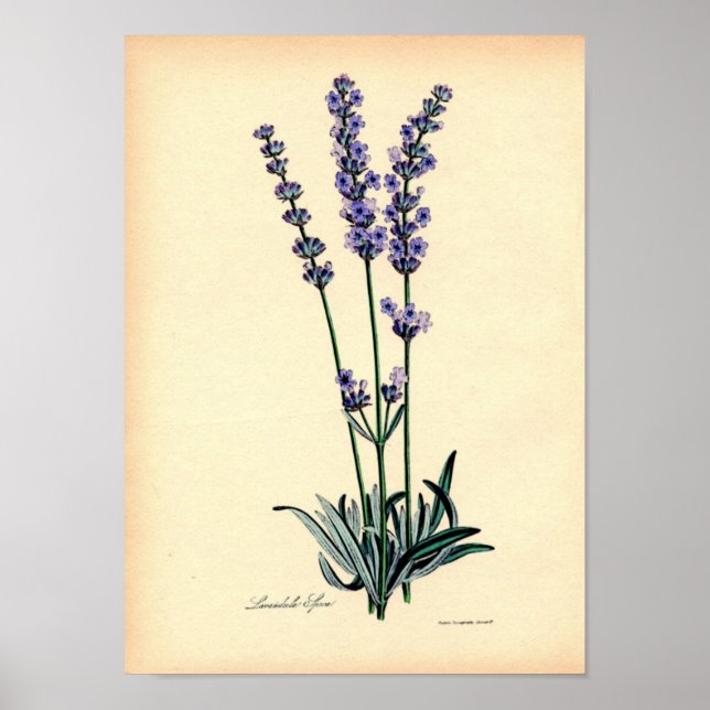 Vintage Botaniskt utskrift - Lavender Poster (Framsidan)