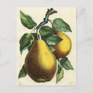 Vintage Botaniskt utskrift - Päron Vykort