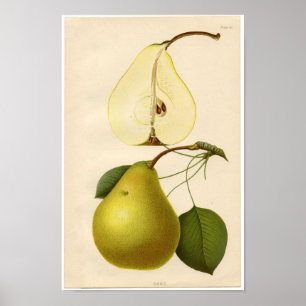 Vintage Botaniskt utskrift - Pear Poster