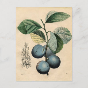 Vintage Botaniskt utskrift - plommon Vykort