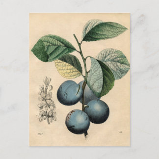 Vintage Botaniskt utskrift - plommon Vykort