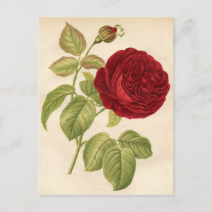 Vintage Botaniskt utskrift - Röd ros Vykort