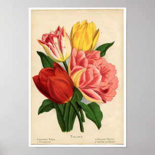 Vintage Botaniskt utskrift - Tulips Poster