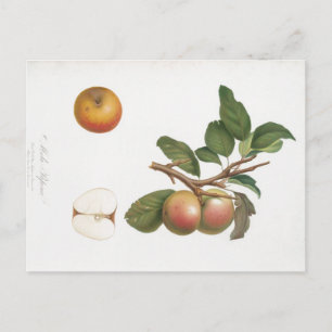 VINTAGE BOTANISKT UTTRYCK OCH GREN-POSTCARD VYKORT
