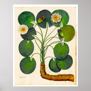 Vintage Botaniskt vattenhaltigt Poster