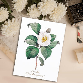 Vintage Botaniskt vit Camellia Blommar Vykort