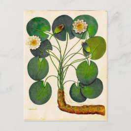 Vintage Botaniskt vykort för vattentransport
