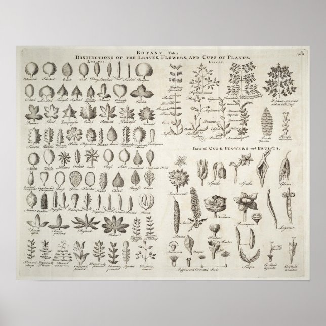 Vintage Botany Lövs & Flowers Reference, 1753 Poster (Framsidan)