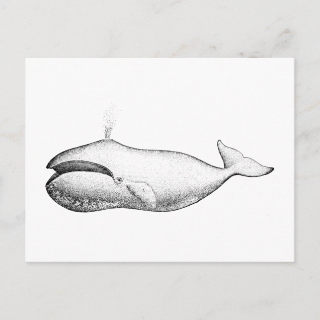 Vintage Bowhad Whale Illustration Vykort (Framsida)