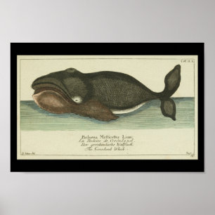 Vintage Bowhead Whale Print Poster